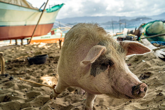 Schwein am Strand