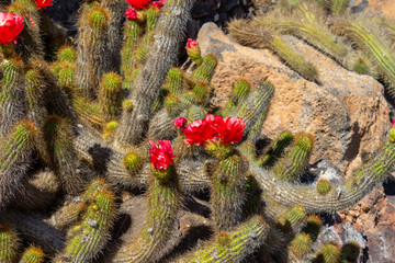 Cactus with red blossom in Jardin de Cactus by Cesar Manrique on canary island Lanzarote