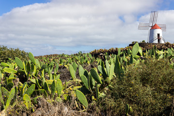 Prickly pear cactus field and windmill in the background in Jardin de Cactus by Cesar Manrique on canary island Lanzarote