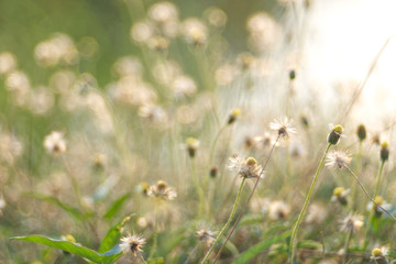 Dense grass flower with bubble blur background