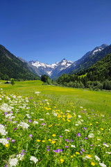 Berge mit Blumenwiese in den Alpen, Bayern