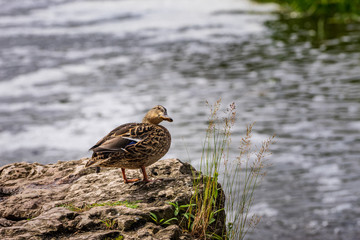The mallard on the rock. Duck by the water, natural environment background. Anas platyrhynchos, female bird.