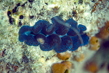 Unterwasseraufnahmen: Fische, Korallen