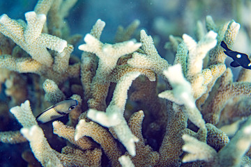 Unterwasseraufnahmen: Fische, Korallen