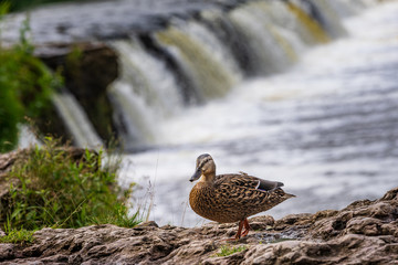 The mallard on the rock. Duck by the water, natural environment background. Anas platyrhynchos, female bird.