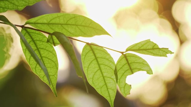 footage b roll of green leaf in nature at sunset time.