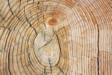 old wood texture of tree stump