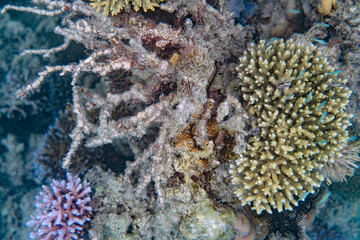 Naklejka na ściany i meble Unterwasseraufnahmen: Fische, Korallen