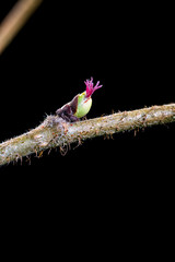 Haselnuss weibliche Blüte  Makro