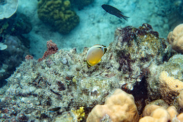 Naklejka na ściany i meble Unterwasseraufnahmen: Fische, Korallen