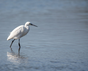 Egret on lake
