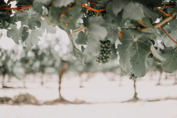 Vineyard at Voyager Estate