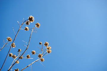 枯れ芙蓉・快晴・冬空・青空