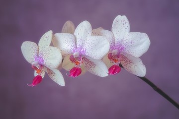 Fototapeta na wymiar Beautiful flowering branches of orchids close-up