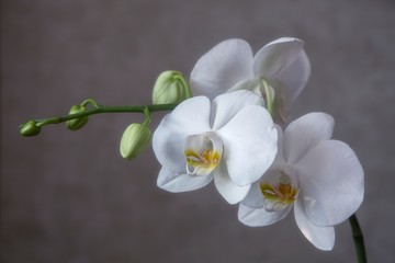 Fototapeta na wymiar Beautiful flowering branches of orchids close-up