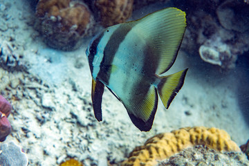 Unterwasseraufnahmen: Fische, Korallen