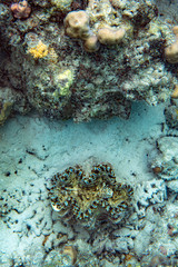 Unterwasseraufnahmen: Fische, Korallen