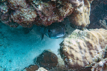 Unterwasseraufnahmen: Fische, Korallen