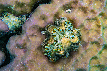 Unterwasseraufnahmen: Fische, Korallen