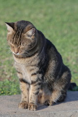 portrait of a cat with closed eyes