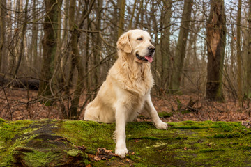 Golden Retriever Posing in a Forest