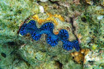 Unterwasseraufnahmen: Fische, Korallen