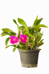 Cattleya orchids in pot isolated on white background