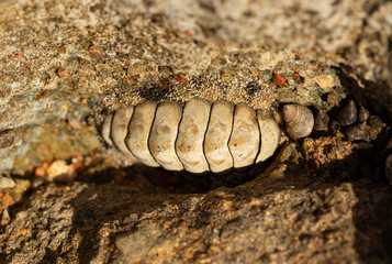 Acanthopleura granulata, West Indian fuzzy chiton, tropical species of chiton.