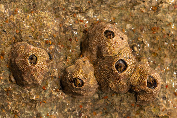 Balanus (Balanomorpha) is a genus of barnacles in the family Balanidae of the subphylum Crustacea.