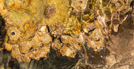 Balanus (Balanomorpha) is a genus of barnacles in the family Balanidae of the subphylum Crustacea.