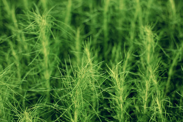 Tropical Green Leaf with the Morning Light in the Garden. Closeup Shot