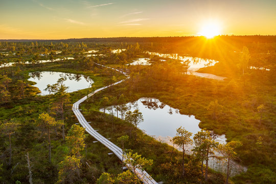 Sunset in the bog, golden marsh, lakes and nature environment. Sundown evening light in summer