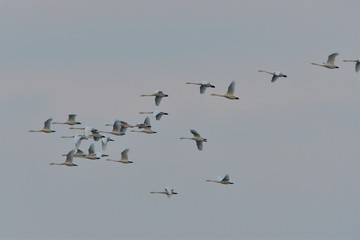 Singschwäne in der Oberlausitz