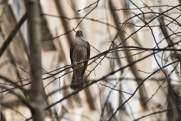 Sparrow Hawk in a Bare Tree