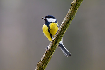 Tit sitting on a branch.