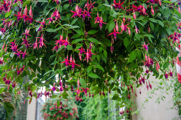 Fuchsia plant with pink flowers grown at the greenhouse