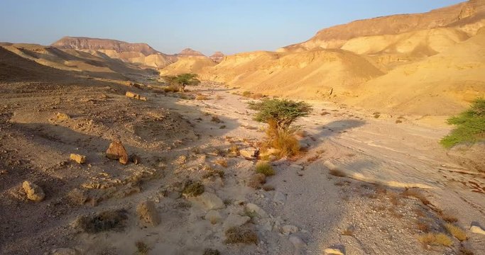 Aerial footage over Desert Wadi with Acacia trees Desert Wadi, Acacia trees, Drone shot, Arava Valley, Israel