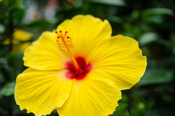 Yellow hibiscus, or rose mallow. Other names are hardy hibiscus, rose of Sharon, and tropical hibiscus