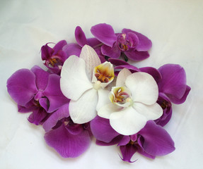 White and purple Orchid flowers on a white background
