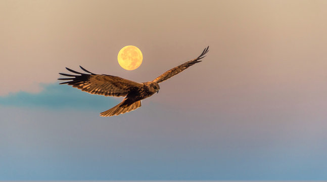 Marsh Harrier Flying at Sunrise with a Full Moon