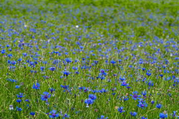 Fototapeta premium Cornflower bloom. Blue blooming blossom. Bachelors button flower field in natural environment. Centaurea cyanus.