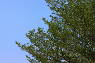 Beautiful tree on blue sky background