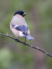 Eurasian bullfinch female