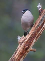 Eurasian bullfinch female