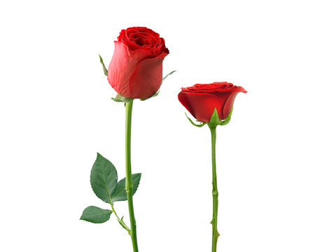 red rose isolated on white background