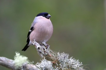 Eurasian bullfinch female