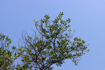 Beautiful tree on blue sky background