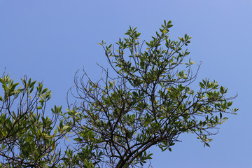 Beautiful tree on blue sky background