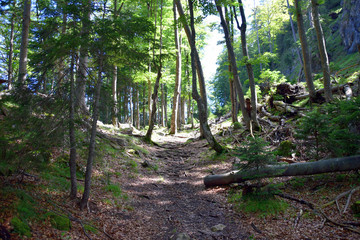 Schöner Wanderweg durch Wald