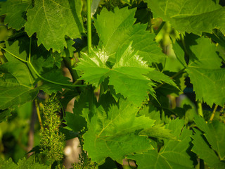 green vine leaves lit by the sun at sunset close-up